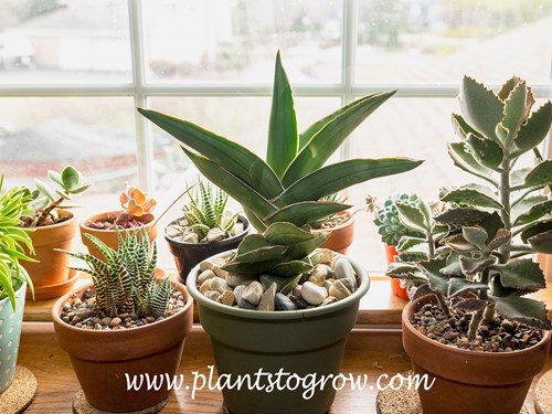 Sansevieria 'Samurai' (Sansevieria ehrenbergii)
This a plant I had for three years growing in a 6 inch pot.